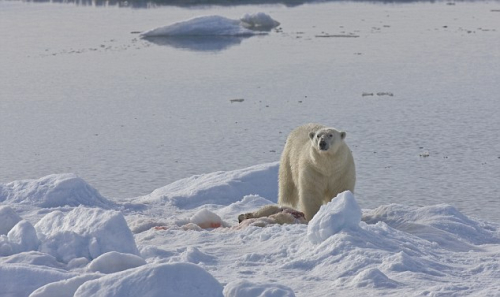 Kanibalizmi tek arinjtë polarë