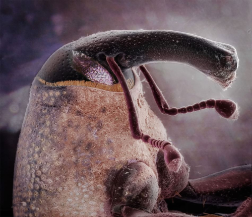 "Alienët" me të cilët bashkëjetojmë