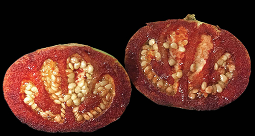 Solanum ossicruentum, një variant i domates i sapozbuluar në Australi