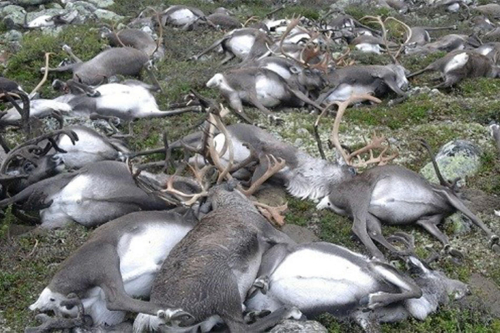 Rrufeja vret 300 drerë në parkun e Hardangervidda në Norvegji
