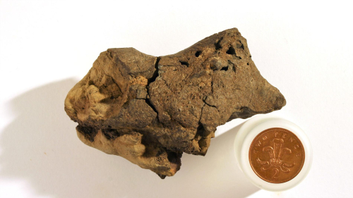 Zbulohet truri i parë i fosilizuar i një dinosauri