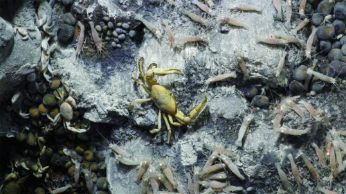 Zbulohet ekosistemi vullkanik nënujor, jetojnë specie të pazakonta (foto)