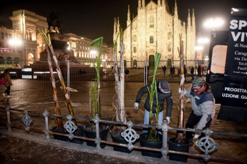 “Waka Waka” në Duomo. Pas palmave vijnë bananet