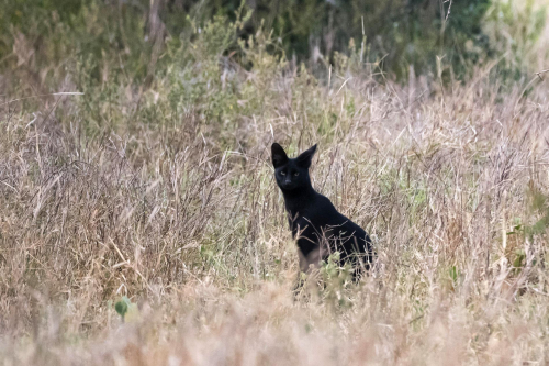 Kenia, fotografohet një lloj i rrallë maceje