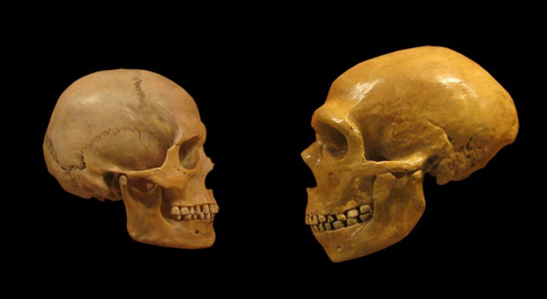 Dy zbulime shumë të rëndësishme për Neandertalin dhe njeriun modern
