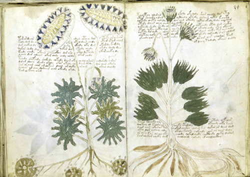 Pretendim për dekodimin e dorëshkrimit Voynich: U shkrua nga murgesha në një gjuhë romane