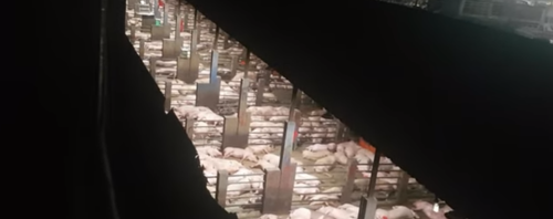 Video/Brutaliteti në thertoret e Kamboxhias