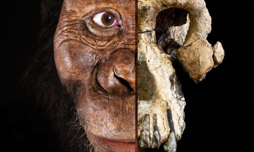 Zbulohet kafka e parë e plotë e Australopithecus Anamensis - 3.8 milionë vjet e vjetër