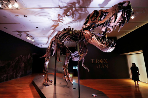 Në Tokë kanë jetuar 2.6 miliardë individë të llojit T-Rex