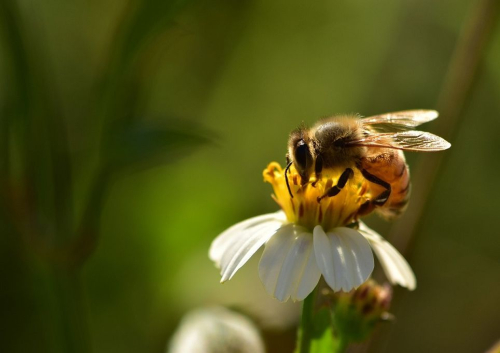 Alarmi i WWF: Ekosistemi në rrezik, po zhduken insektet pjalmuese