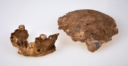Izrael, gjenden fosilet e një hominidi të ri  