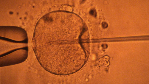 Spermatozoidët, "agjentë" të fekondimit