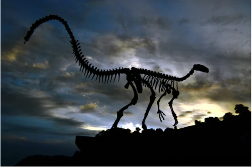 Mbi domosdoshmërinë e studimeve paleontologjike