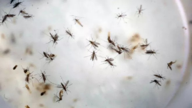 “Zika” provokon edhe sindromën “Guillain-Barré”, një çrregullim i rëndë neurologjik