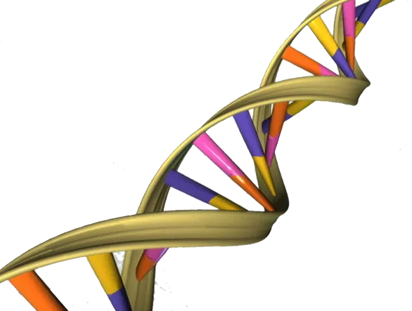 Koha e aktit të parë seksual mund të jetë e kushtëzuar edhe nga faktorët genetikë