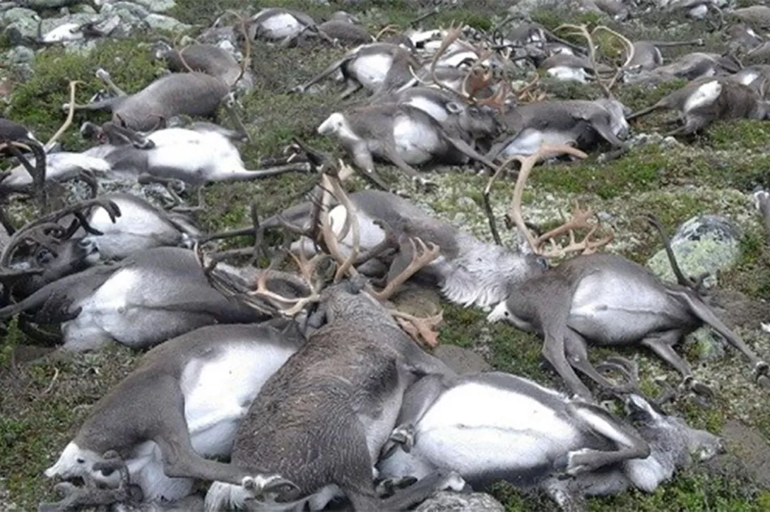 Rrufeja vret 300 drerë në parkun e Hardangervidda në Norvegji