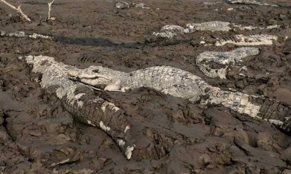 Video/Thatësira vret aligatorët e etur në Paraguaj