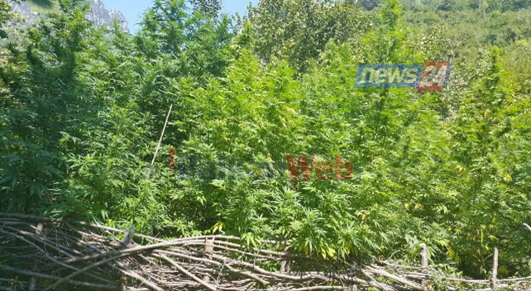Edhe kryepleqtë në vallen e hashashit