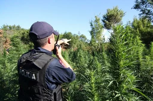 Për ku drejtohet kultivimi i bimëve narkotike në Shqipëri?!