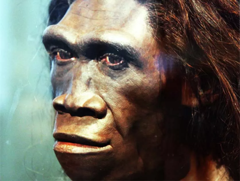 Specie e panjohur njerëzore, koha për të shtuar një degë në pemën e evolucionit