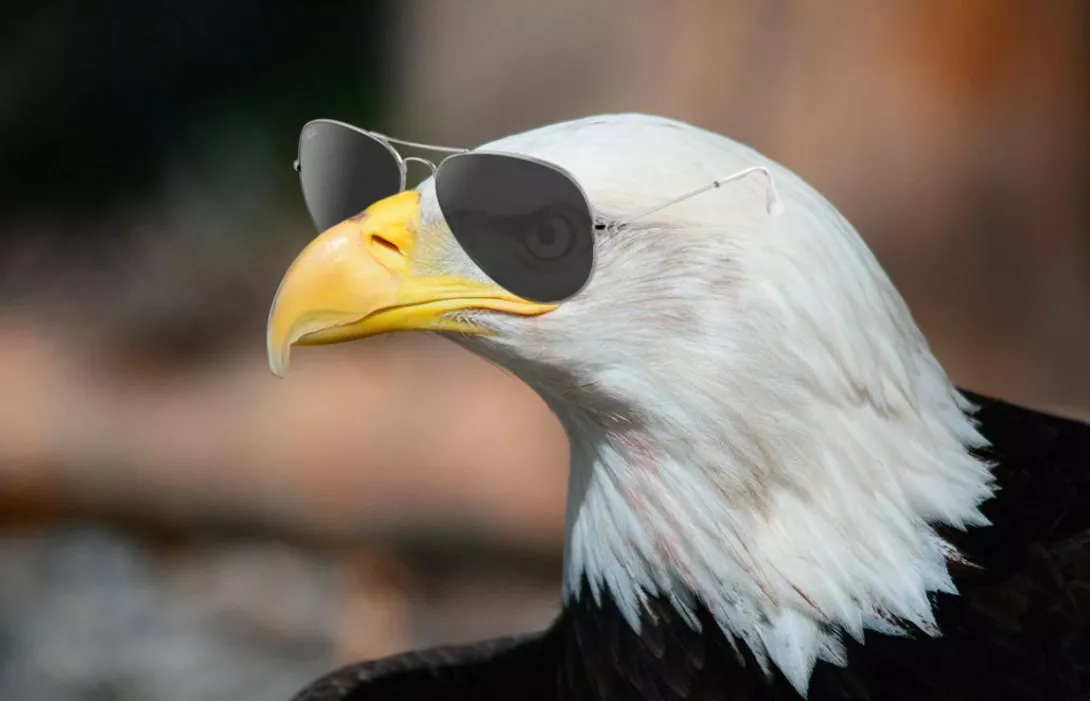 Raporti i shërbimeve amerikane, një “përmbledhje e shtypit” rus