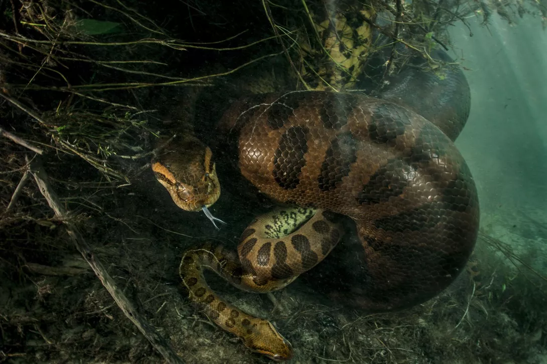 Fotoja e parë nga kanibalizmi seksual i anakondës së gjelbër