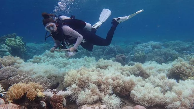 Zbardhen 1 500 km korale në Australi