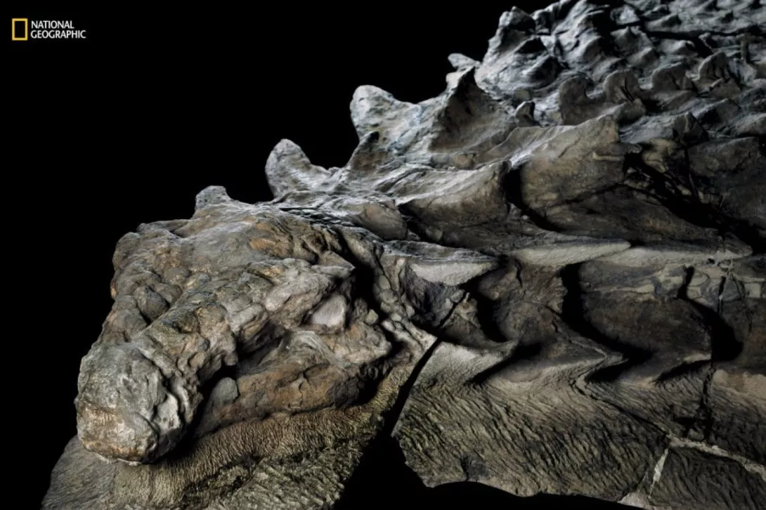 Nodozauri 110 milionë vjeçar - fosilja më e mirëruajtur e dinosaurëve