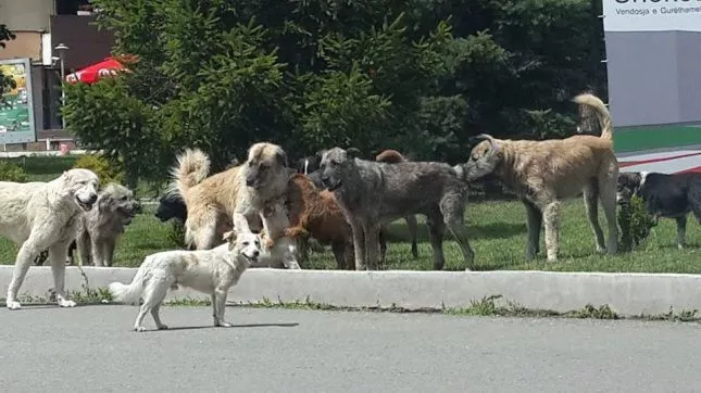 Video/Bashkia e Tiranës çon në landfillin e Sharrës qentë e rrugës