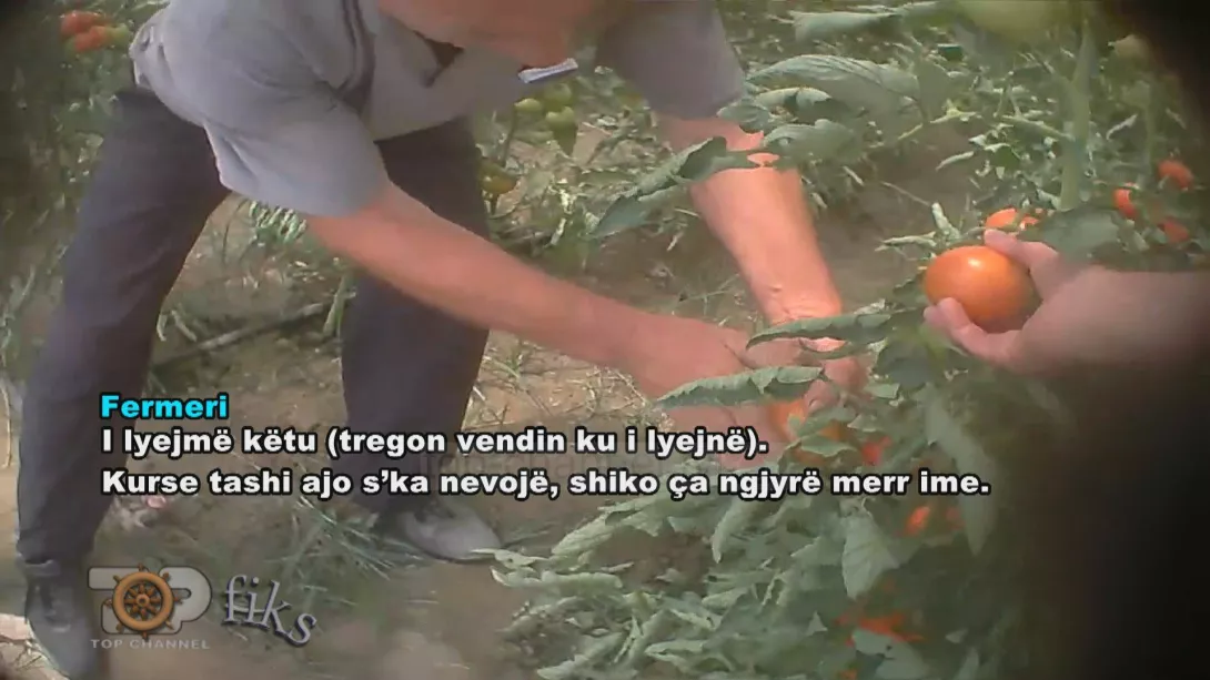 Lushnje, Berat/Stimulantë dhe hormone te shalqiri dhe domatja