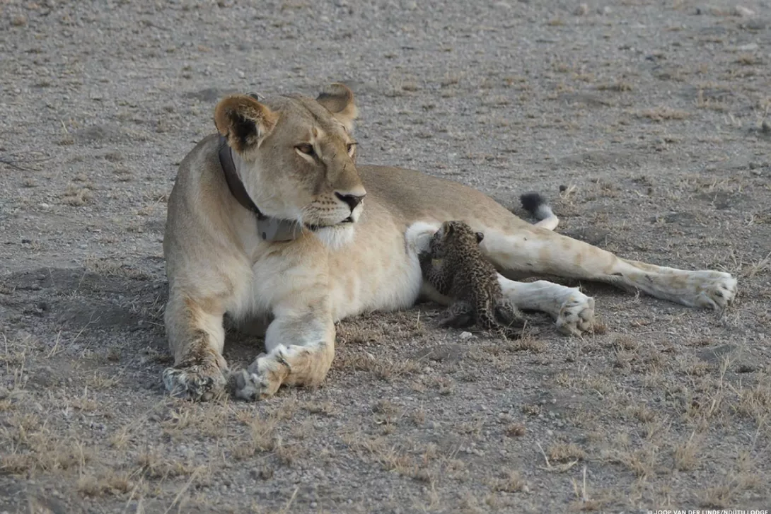Ngorongoro, Tanzani/Luanesha ushqen leopardin e vogël