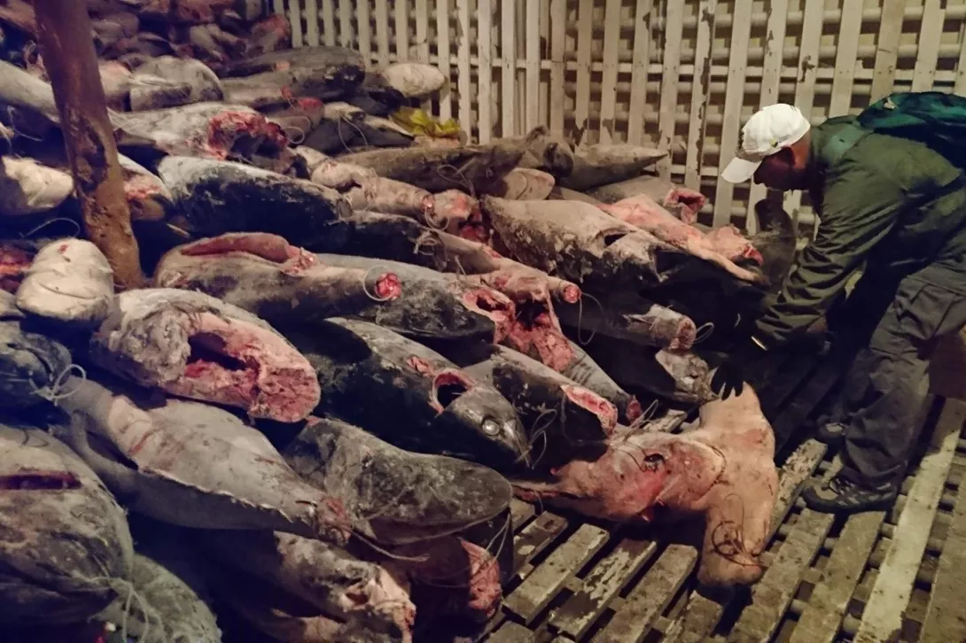 Peshkimi i paligjshëm në Galapagos, kapet anija kineze me mijëra peshkaqenë