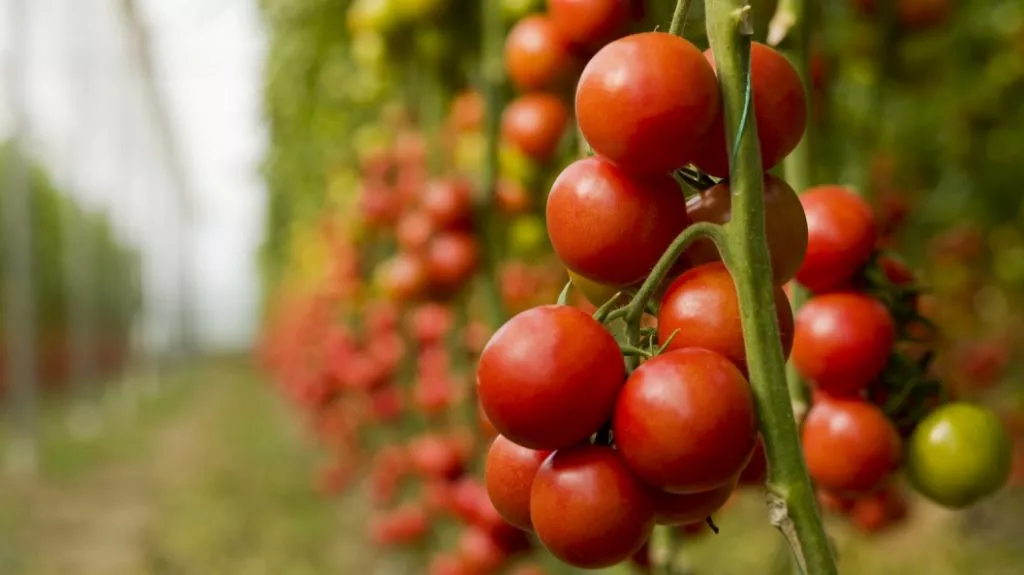 Bllokohen 75.4 ton pesticide të dëmshme për bujqësinë
