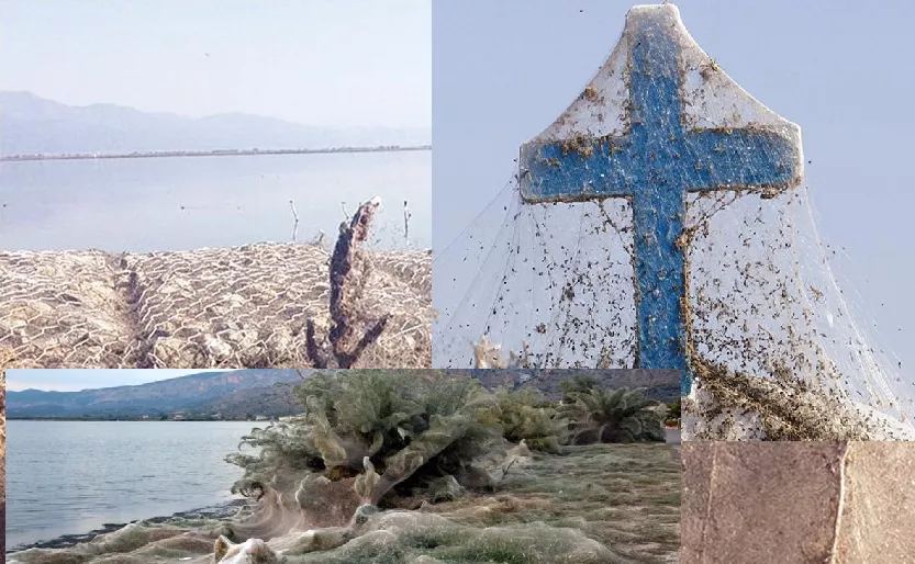 E rrallë/Në Greqi, merimangat pushtojnë me rrjetë 1 ha sipërfaqe në pak ditë(video)