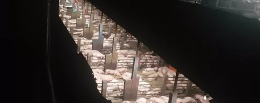 Video/Brutaliteti në thertoret e Kamboxhias