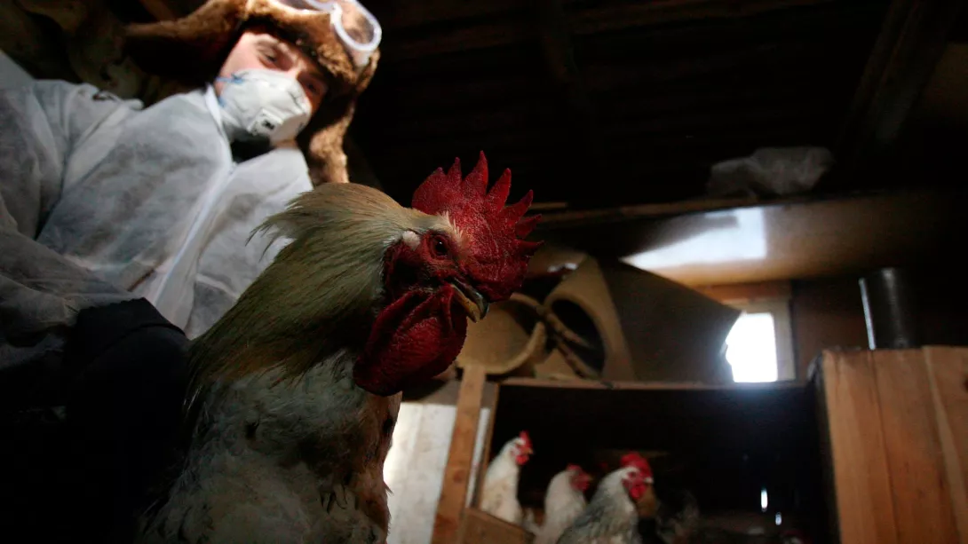 Rusi, raportohet rasti i parë i infeksionit njerëzor me virusin e gripit të shpendëve H5N8