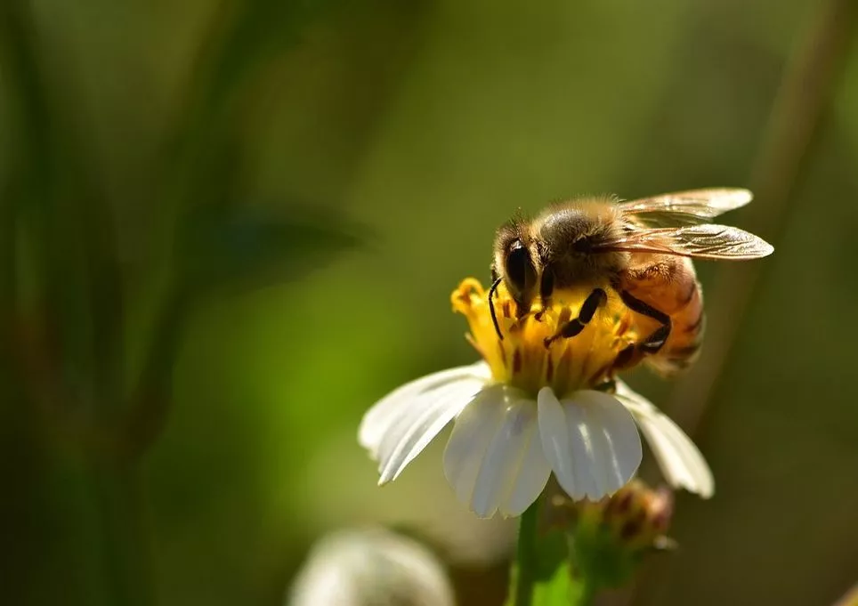 Alarmi i WWF: Ekosistemi në rrezik, po zhduken insektet pjalmuese
