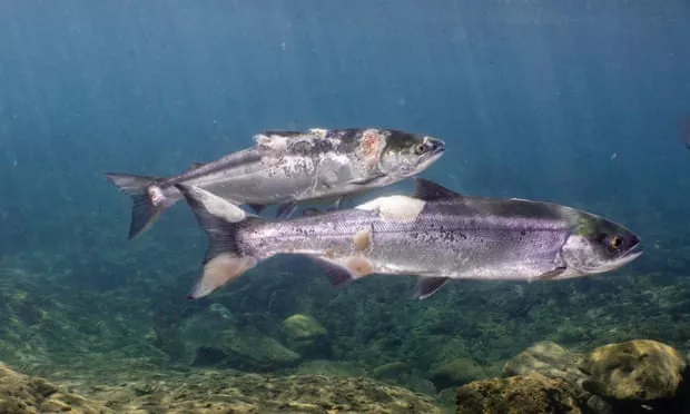 Rritja e temperaturave "pjek" salmonin në ujërat e lumit Kolumbia (VIDEO)