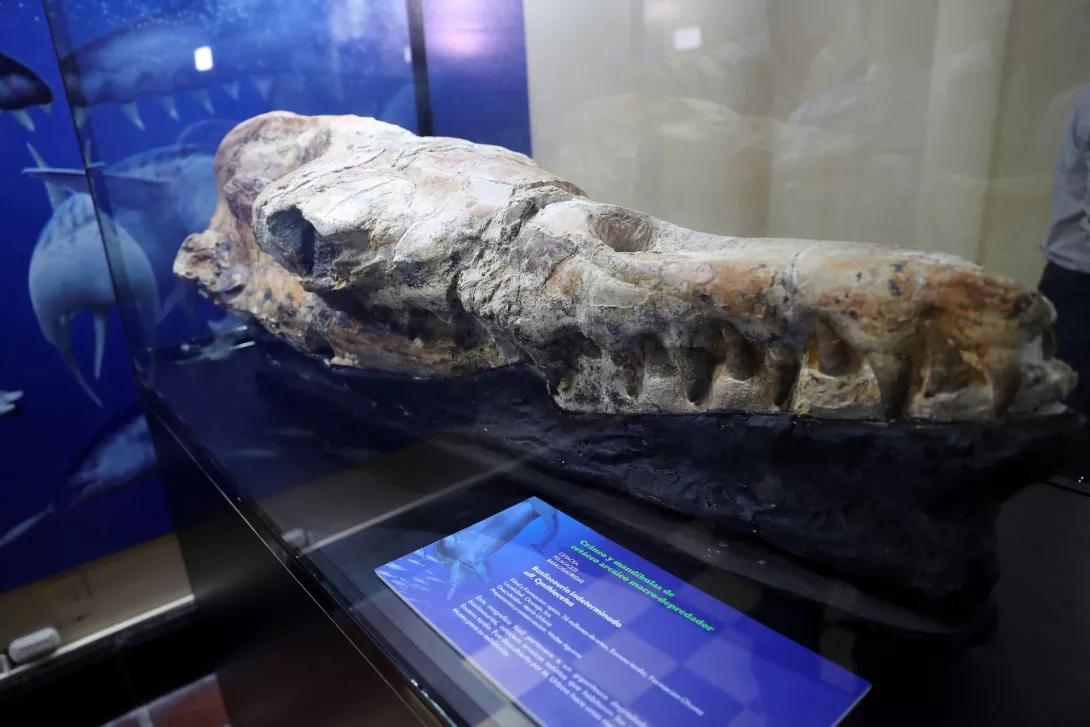Gjendet Basilosaurus, paraardhësi 36 milionë vjeçar i balenave të sotme