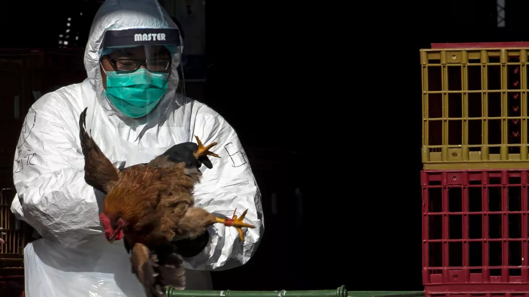 Në Kinë shënohet viktima e parë nga gripi i shpendëve H3N8