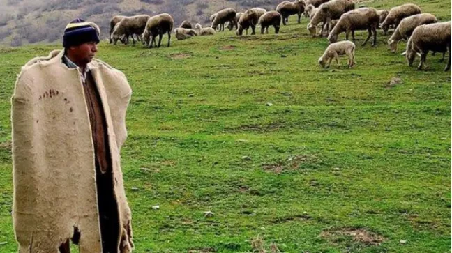 1500$/muaj/Mungesë barinjsh në Turqi