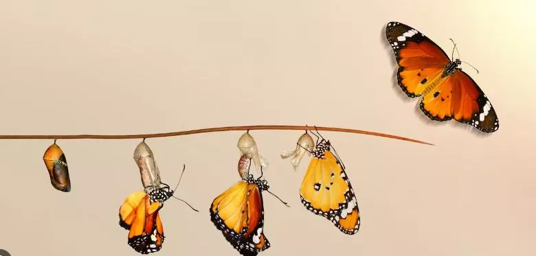 Në kërkim të një teorie të unifikuar të evolucionit
