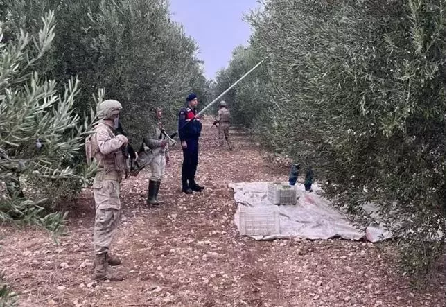 Turqia zgjat kufizimin e eksporteve të vajit të ullirit