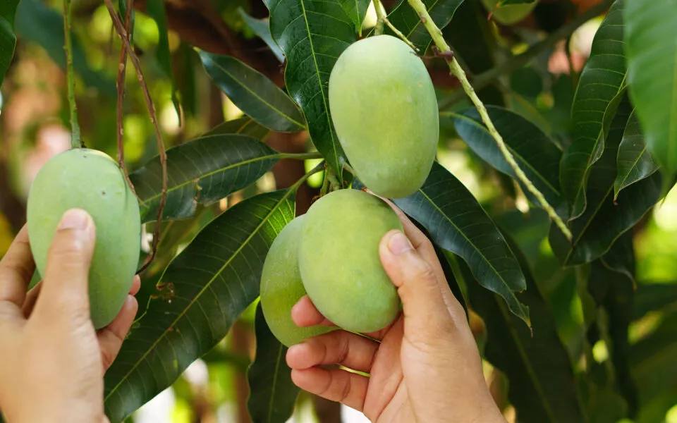 Greqia nis kultivimin e frutave ekzotike