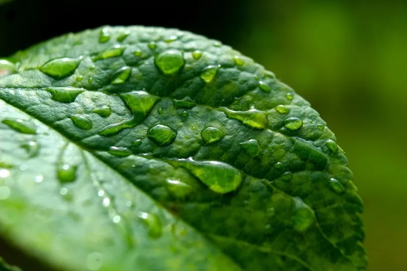 Rindërtimi i Carnian Pluvial Episode - 1 milionë vjet shi që sollën dominimin e dinosaurëve